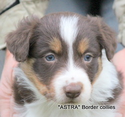 Red Tricolour MALE border collie puppy